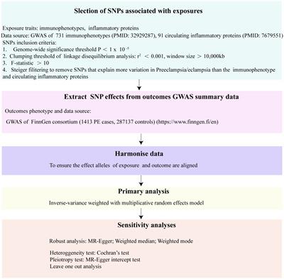 The genetic relationships between immune cell traits, circulating inflammatory proteins and preeclampsia/eclampsia